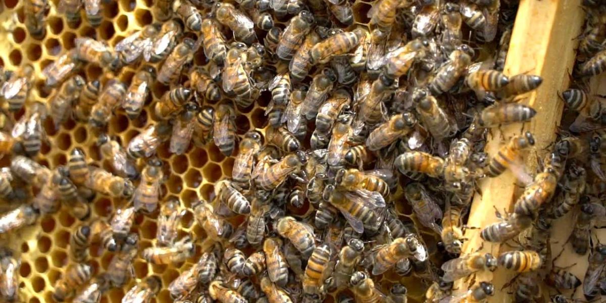 Arauca impulsa la apicultura: 120 familias fortalecen producción con apoyo del Gobierno