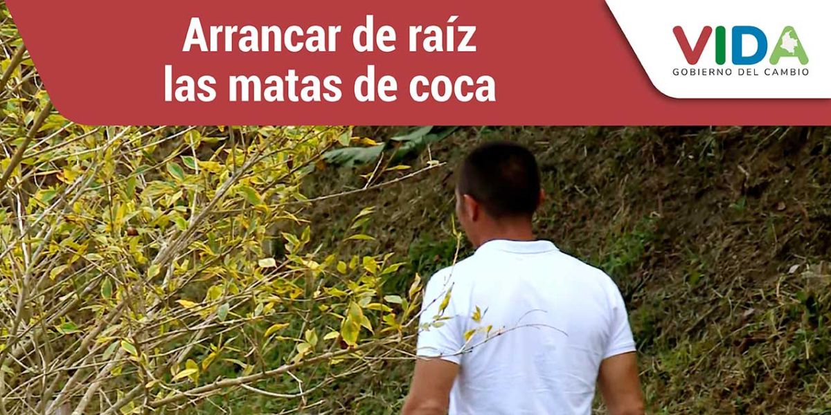 Campesinos en Cauca avanzan en sustitución de coca