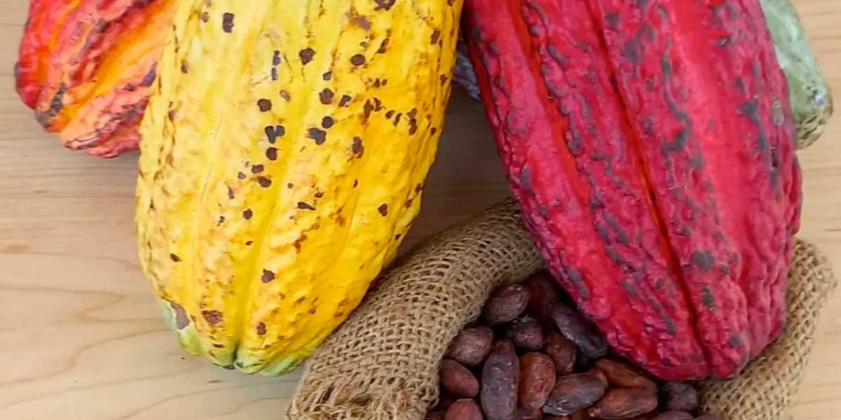 ChocoFest Tumaco 2025 impulsa el cacao colombiano