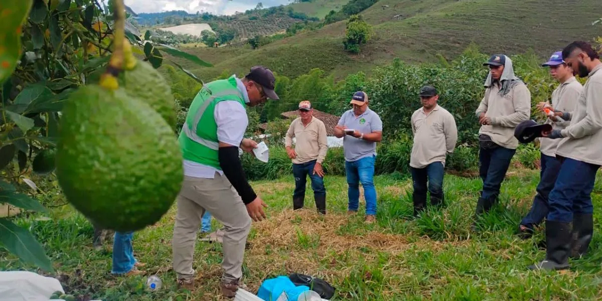 Colombia conquista 48 mercados internacionales: ICA impulsa exportaciones con calidad sanitaria