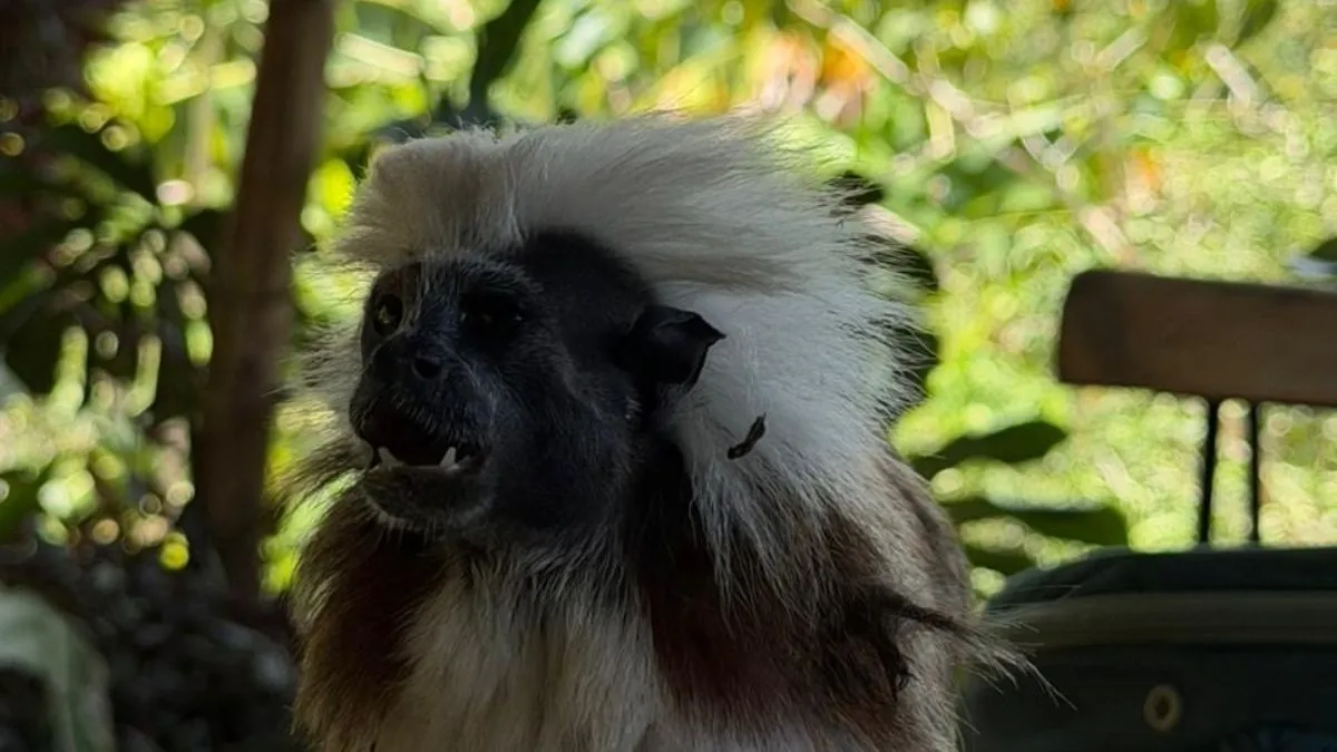 Barranquilla libera 62 especies silvestres