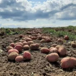 Degradación del 40% de suelos en Colombia amenaza la seguridad alimentaria