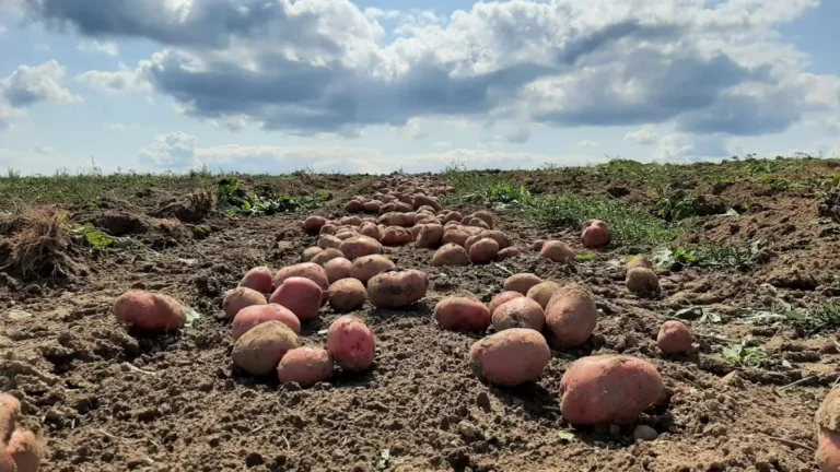 Degradación del 40% de suelos en Colombia amenaza la seguridad alimentaria