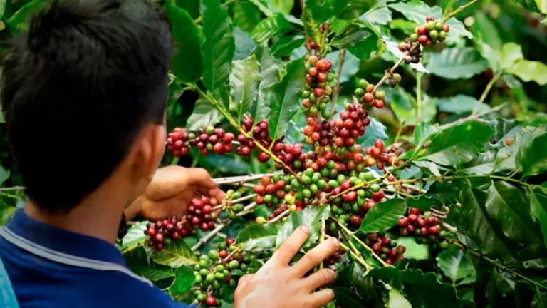 Gobierno extiende contrato para estabilizar precio del café