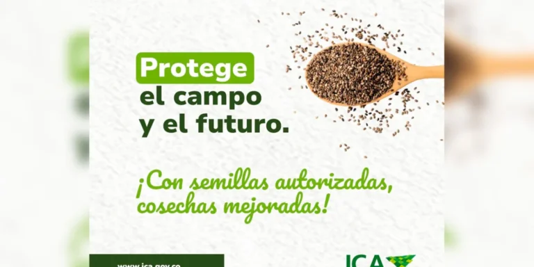 ICA alerta por El Niño y pide usar semillas autorizadas