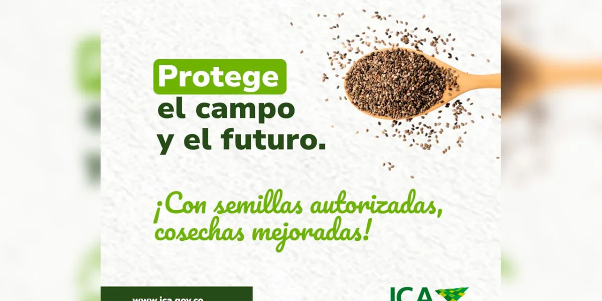 ICA alerta por El Niño y pide usar semillas autorizadas